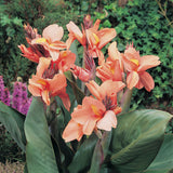 Canna - Tropical Sunrise