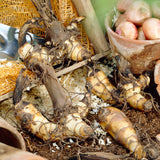 Canna - Tropical Sunrise