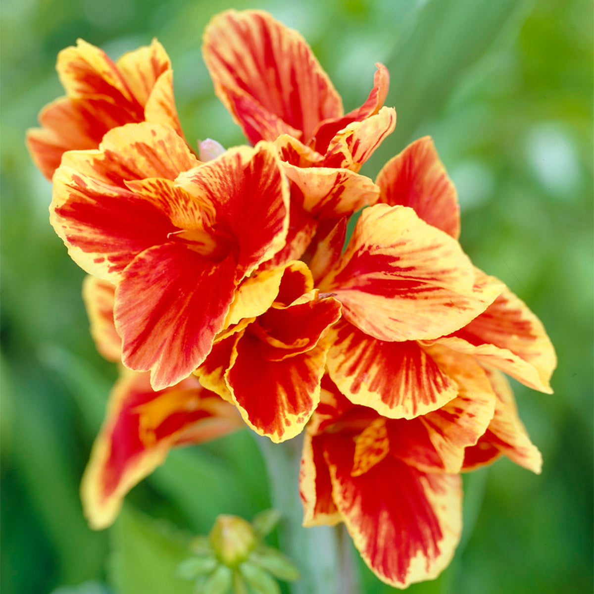 Canna - Rosemond Coles – Plantcetera