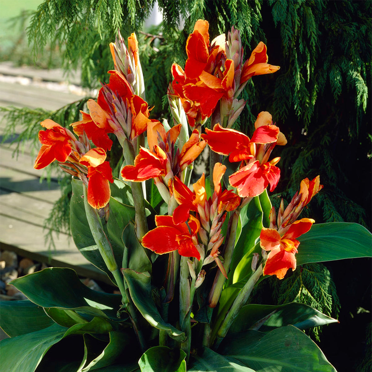 Canna - Rosemond Coles – Plantcetera