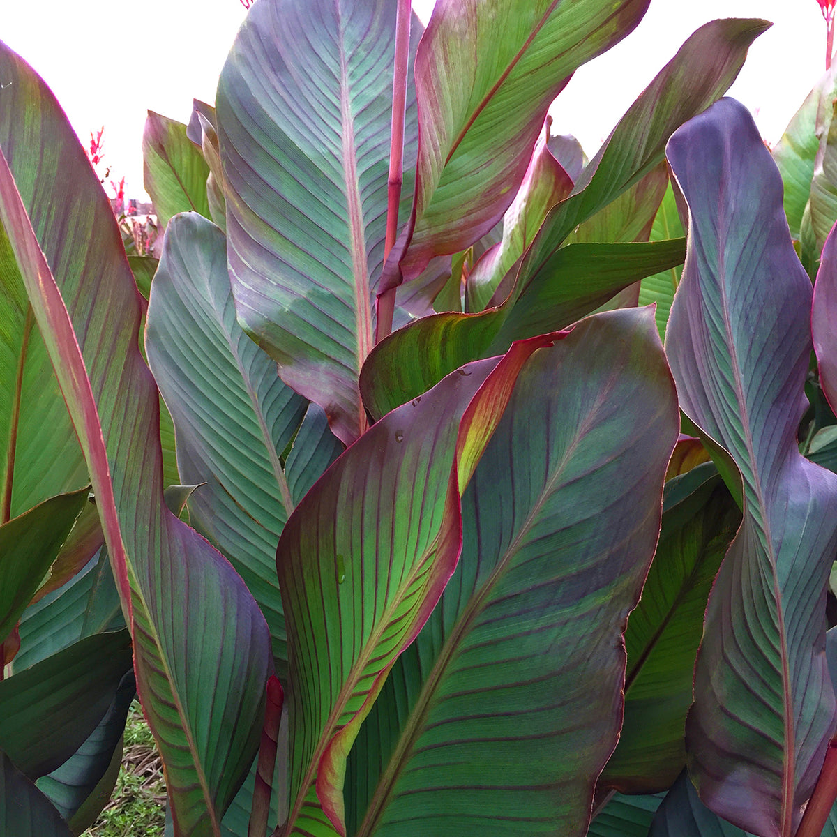 Canna - Giant - World's Tallest Canna Musifolia – Plantcetera