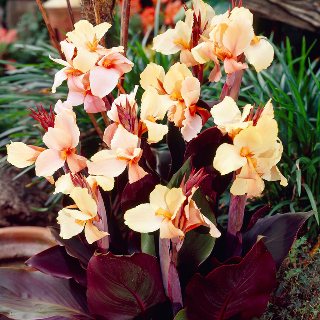 canna hybrid plant Canna
