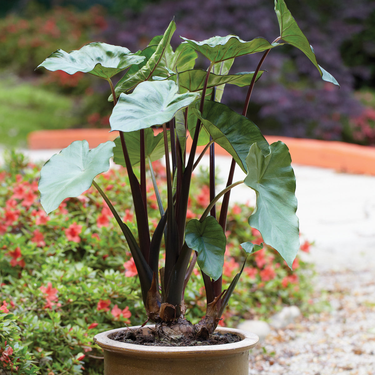 elephant ears plant pot garden Elephant Ear