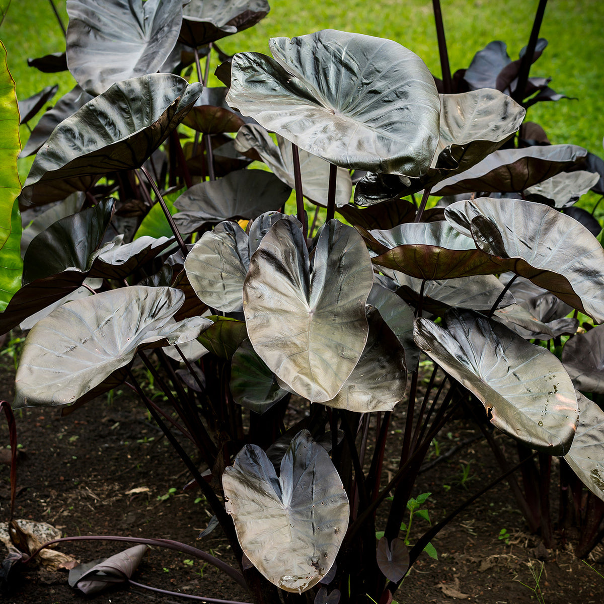elephant ear plants in cambria ca Elephant Ear