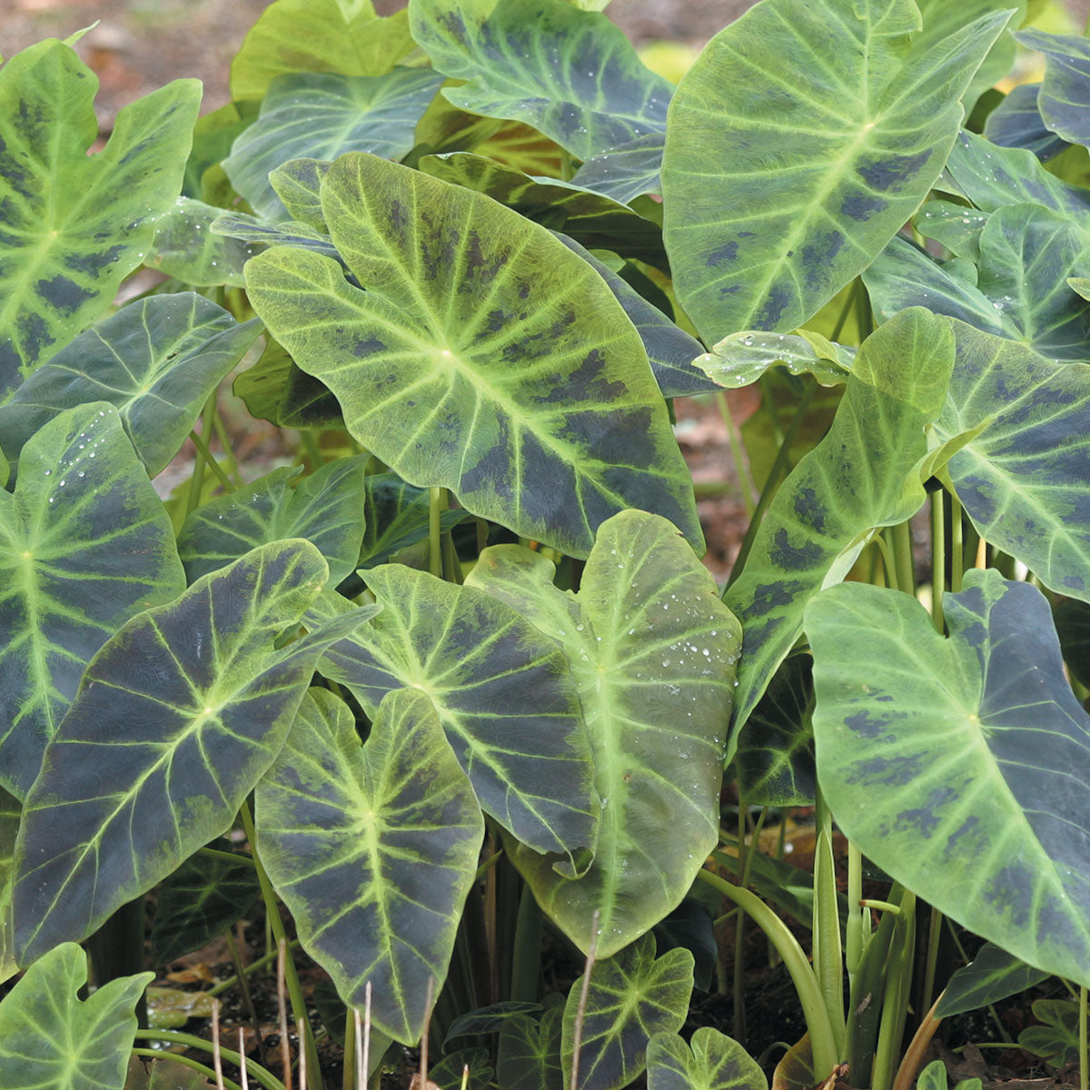 speckled elephant ear plant Elephant Ear