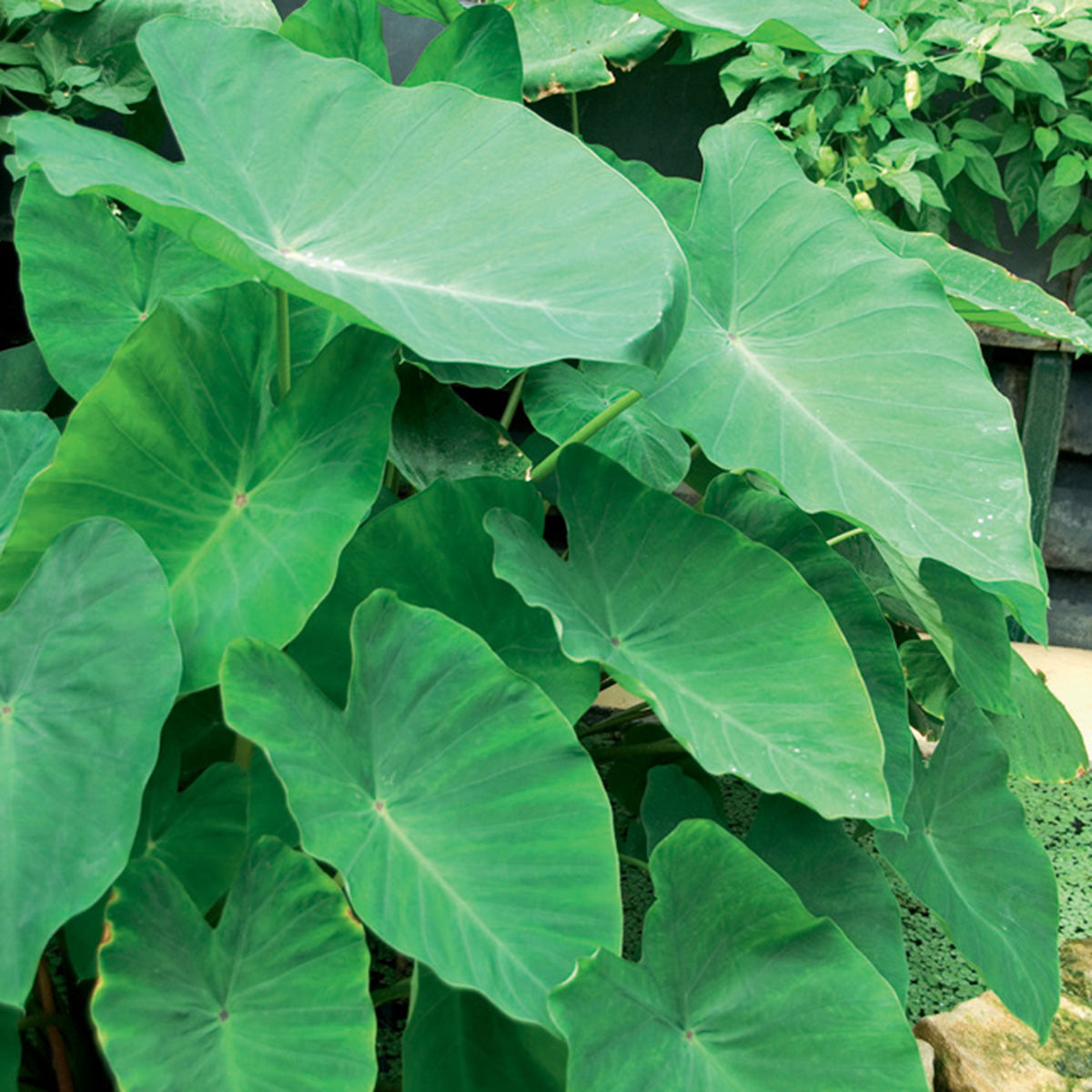 Elephant Ear