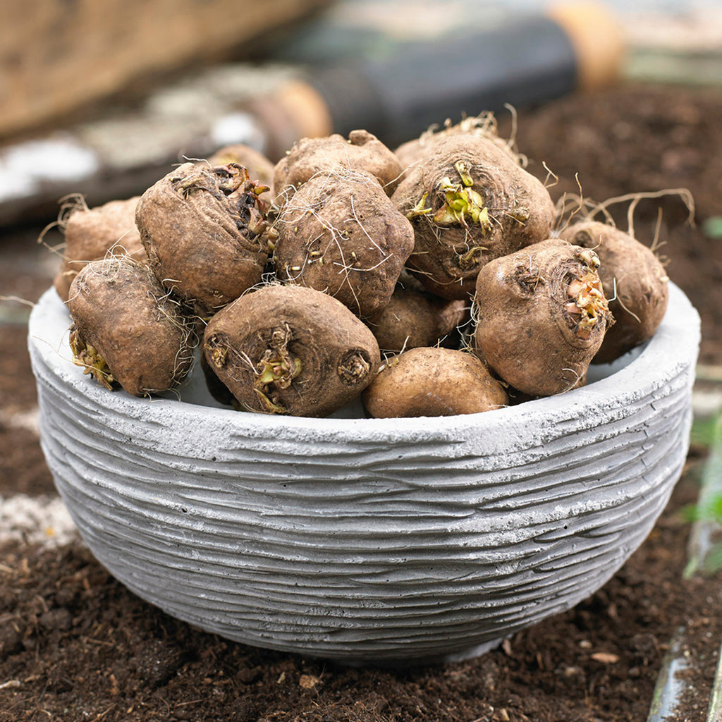 Liatris Spicata Giant Blazing Star Plantcetera
