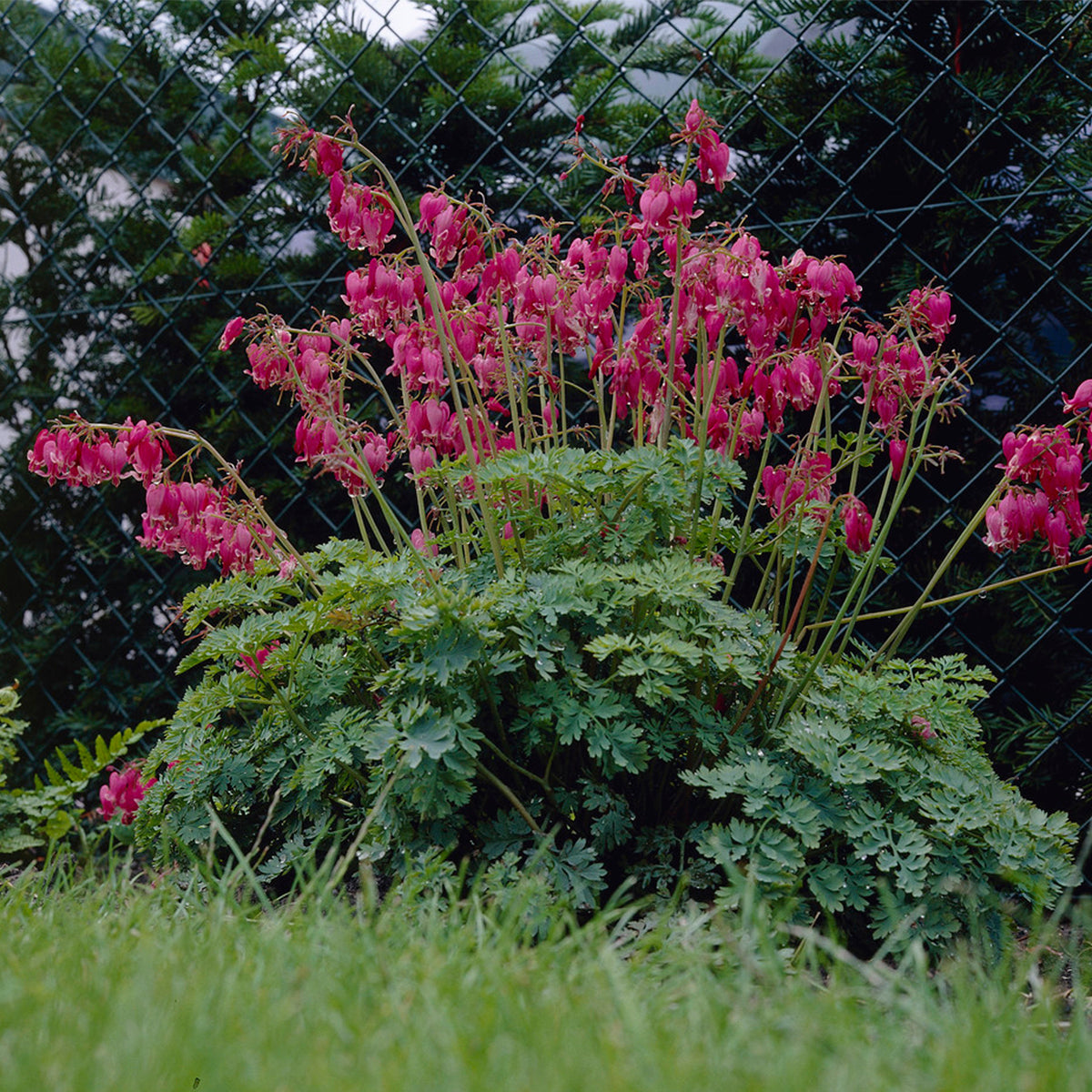 Bleeding Heart
