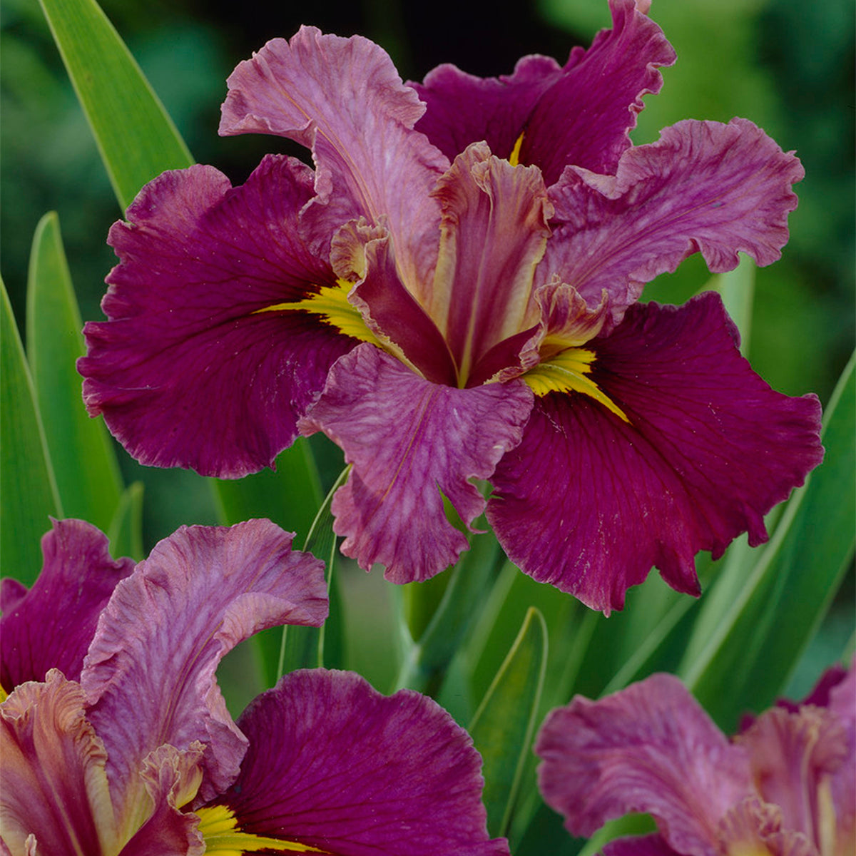 Louisiana Iris - Jack Attack – Plantcetera