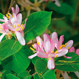 Honeysuckle - Pink