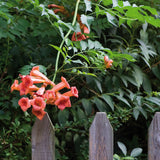 Trumpet Vine - Orange - Flowering Vine