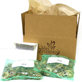 Sun Flower Bulb Garden - Patio Container Collection