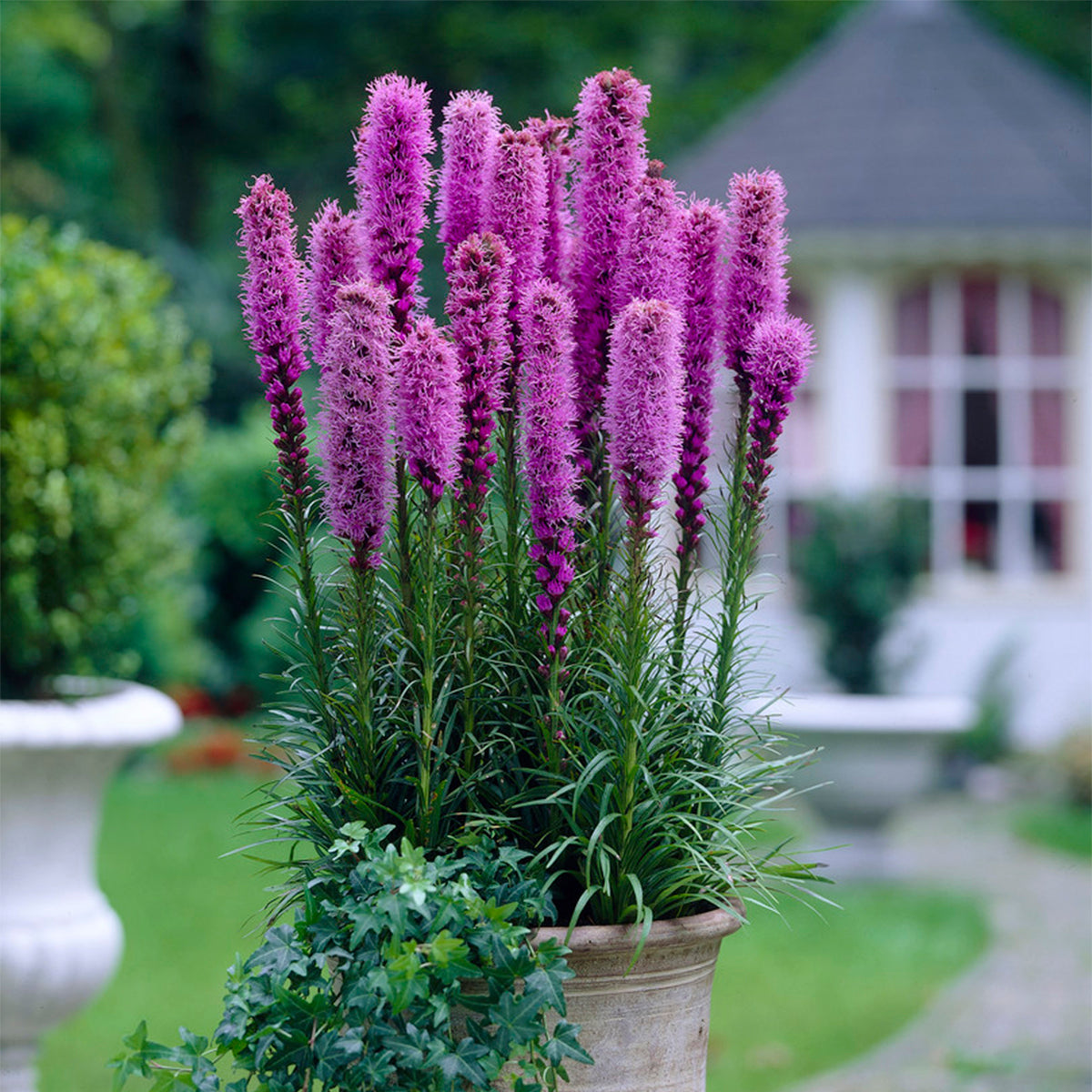 Liatris Spicata - Blazing Star – Plantcetera