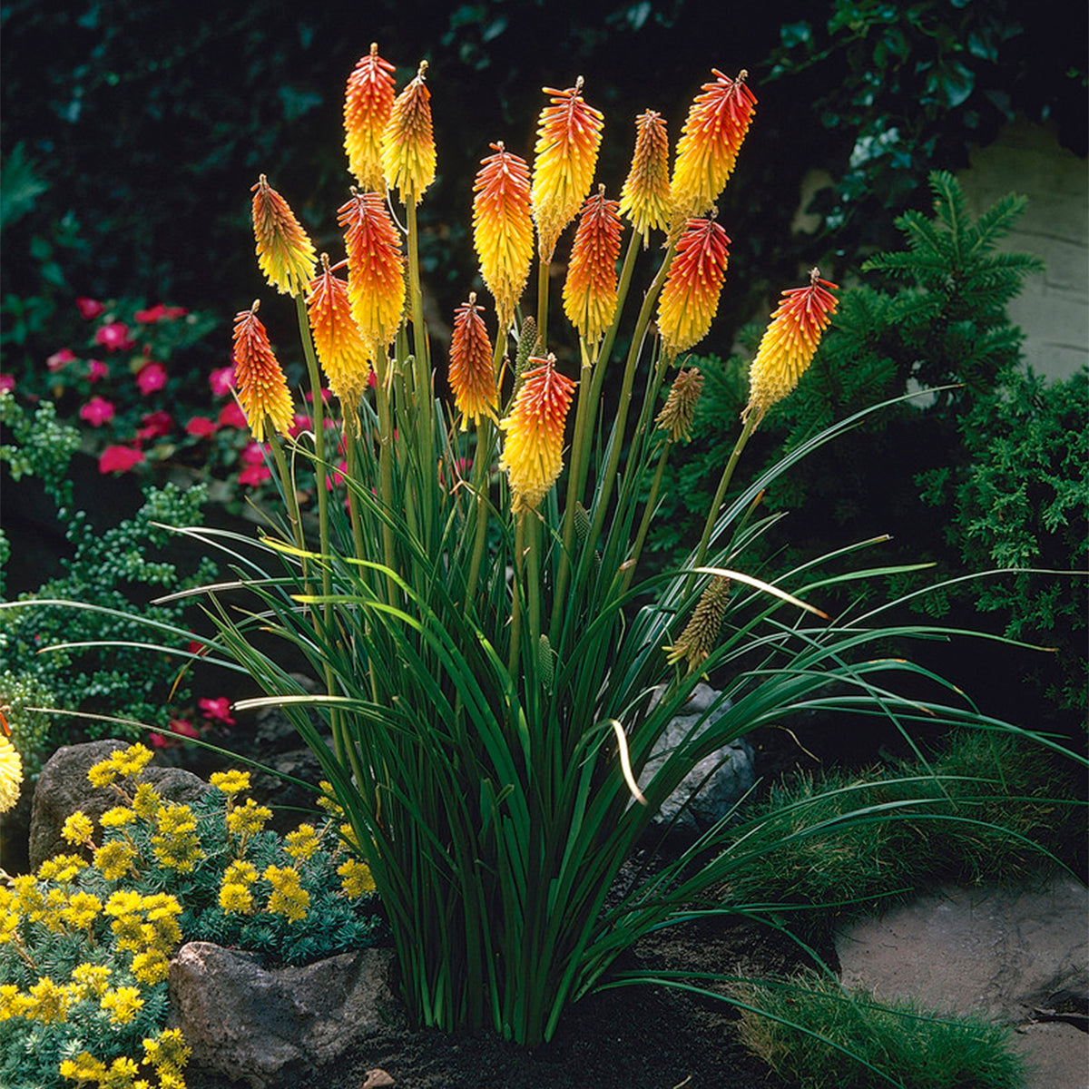 Kniphofia cheap