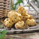 Lily - Sunset Patio Container Blend