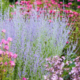 Perovskia - Russian Sage