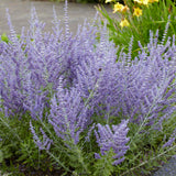 Perovskia - Russian Sage