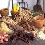 Perovskia - Russian Sage