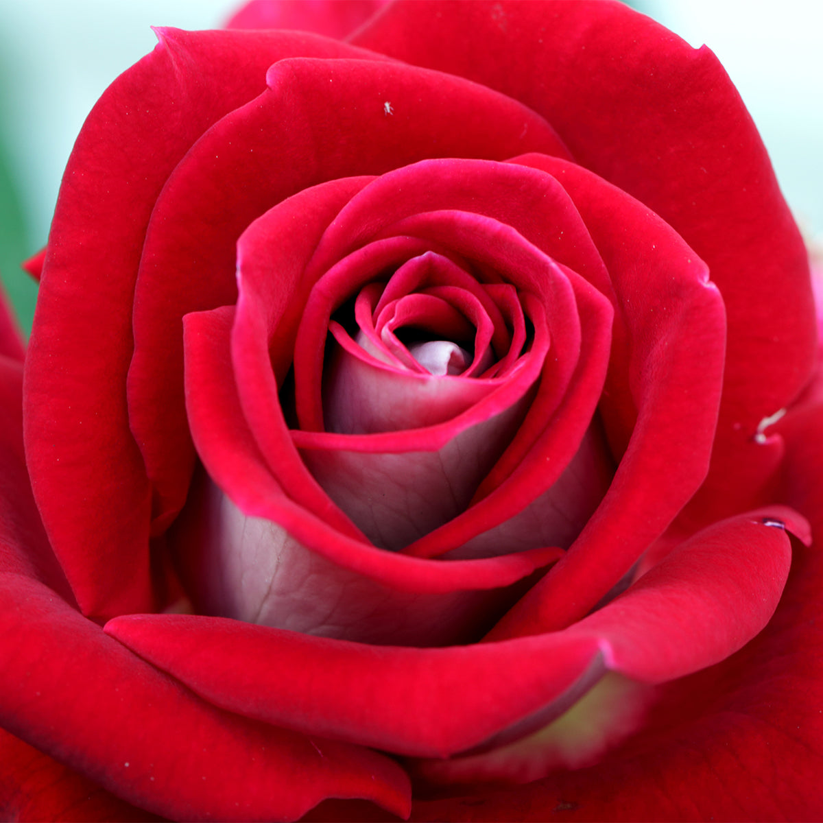 Rose - Mister Lincoln – Plantcetera