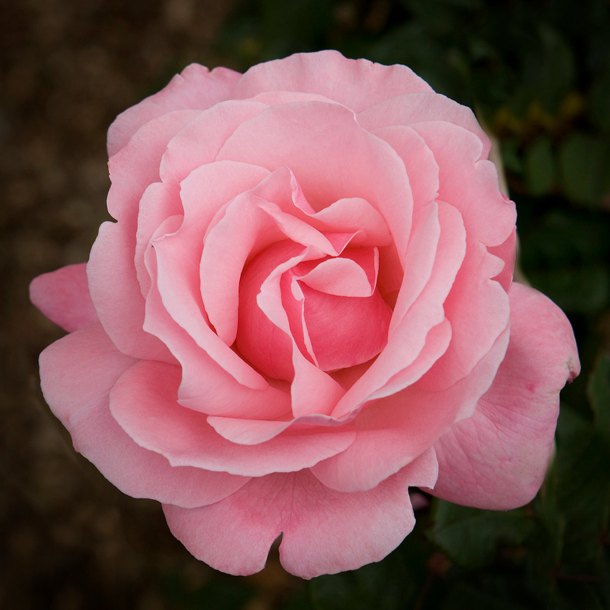 Queen Elizabeth Rose (Rosa 'Queen Elizabeth'): A Classic Beauty fit for  Royalty
