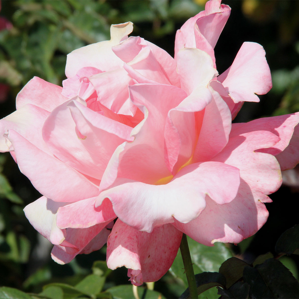 Rose - Touch of Class – Plantcetera