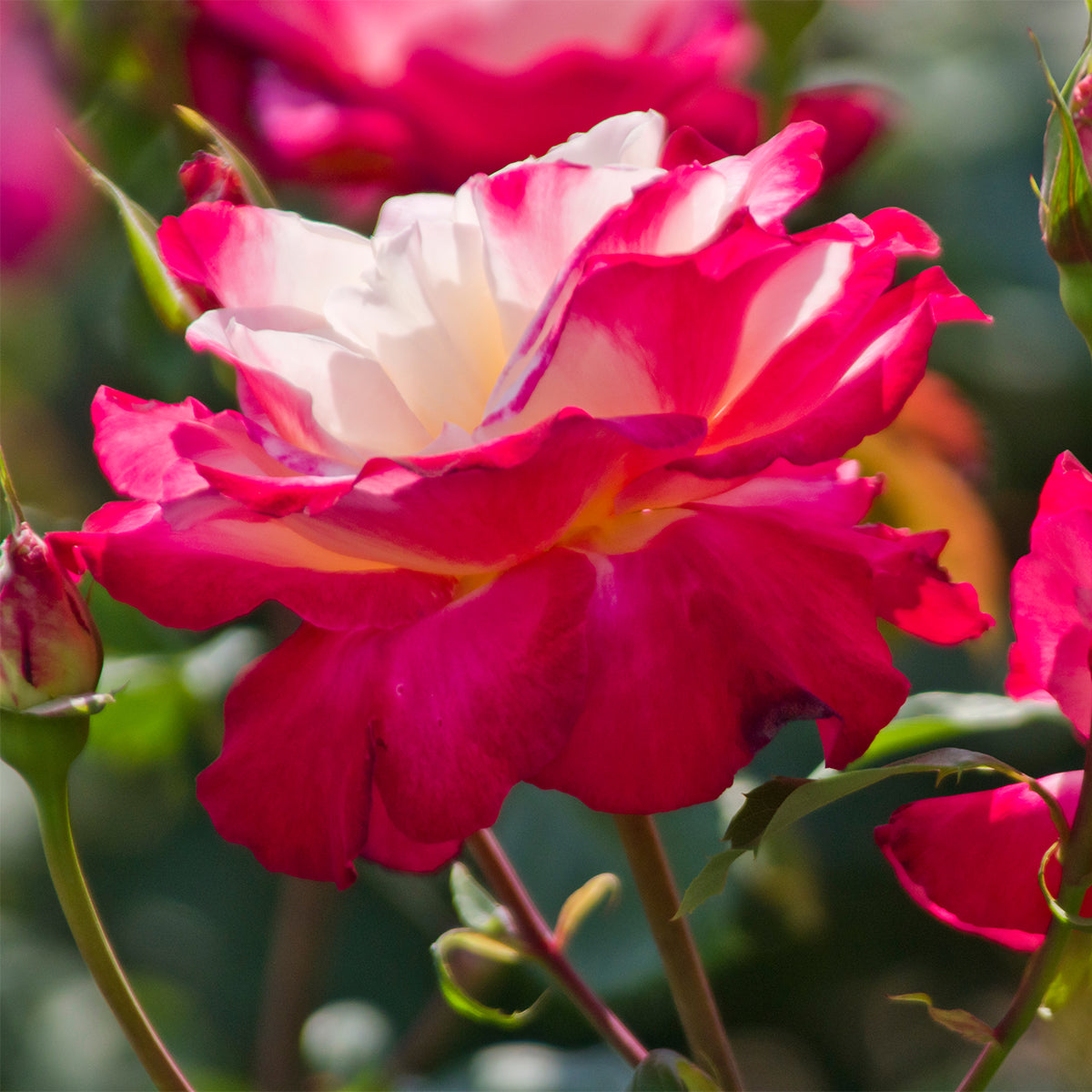 double delight rose seeds Rose