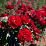 Rose - Europeana