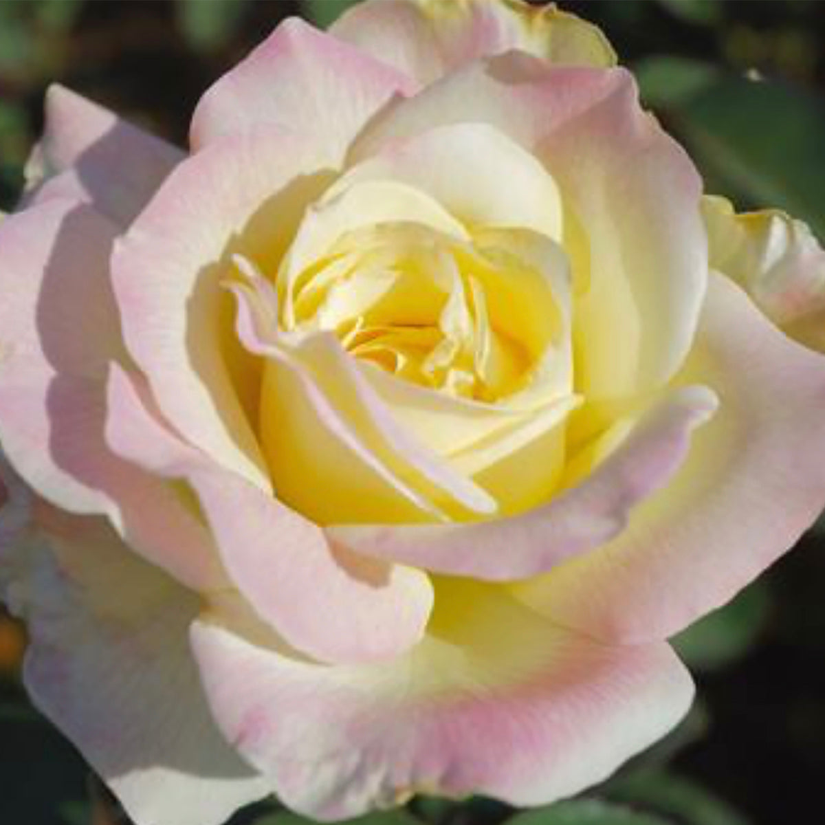 Garden partyプリン Rose - Garden Party – Plantcetera