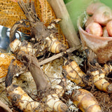 Canna - Angel Martin - Patio Kit - with Decorative Rattan Planter, Planting Medium & Root