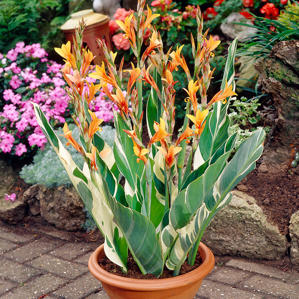 bengal tiger variegated canna lily Canna - Giant