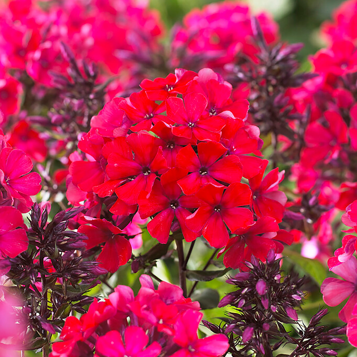 Phlox - Tall - Paniculata - Starfire - Plantcetera