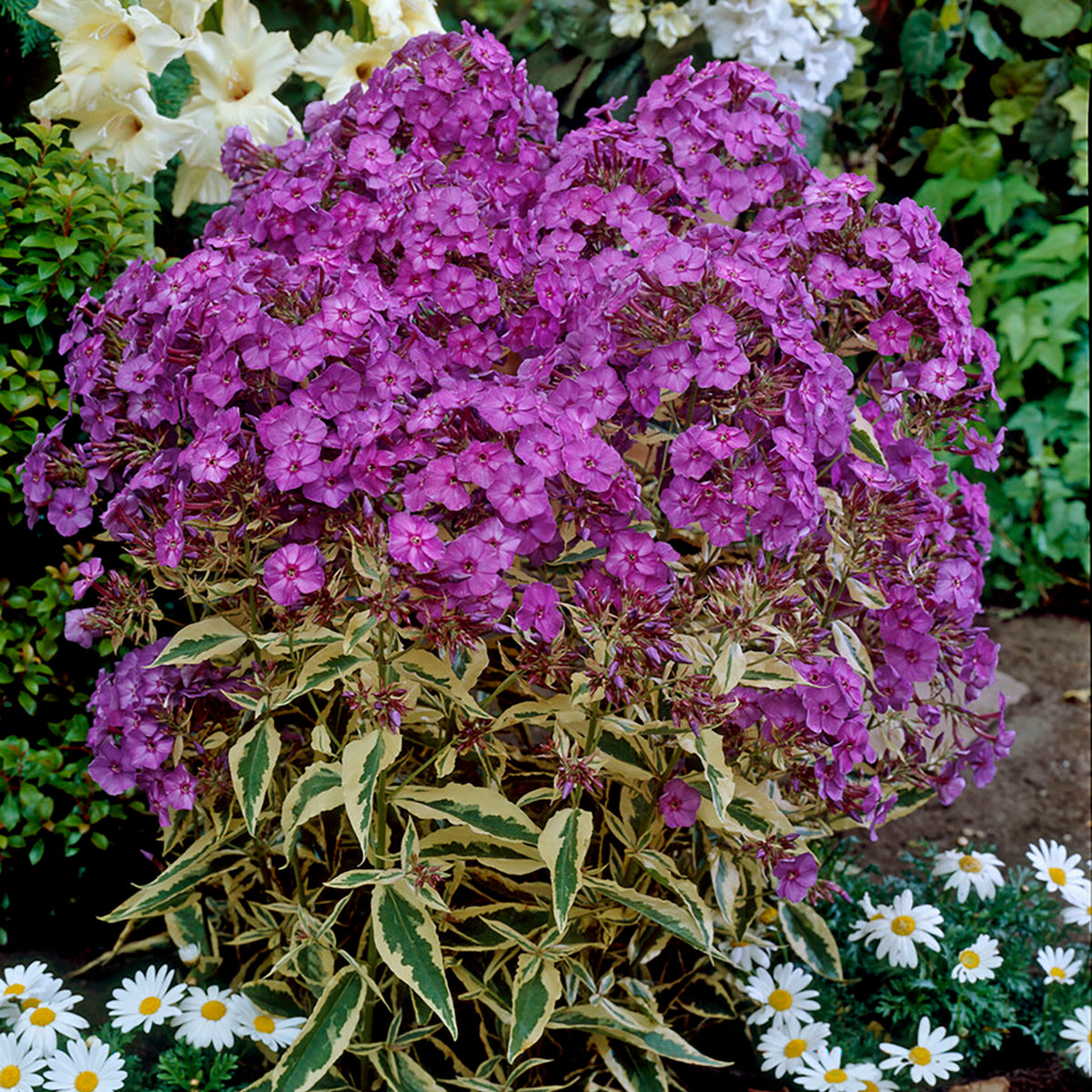 phlox variegata Phlox - Tall - Paniculata