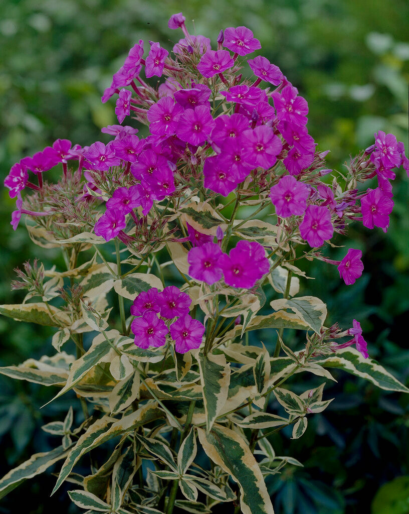 Phlox - Tall - Paniculata