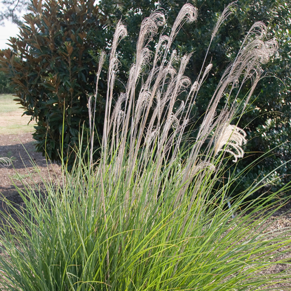 Dwarf ornamental grasses discount
