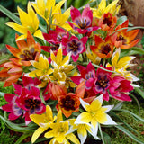 Tulip - Perennial Mix