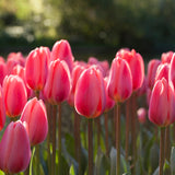 Tulip - Cosmopolitan