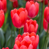 Tulip - Cosmopolitan
