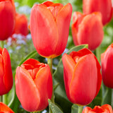 Tulip - Orange Juice