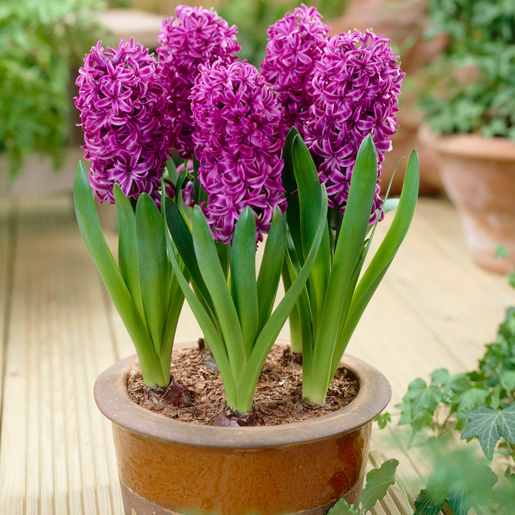 Hyacinth