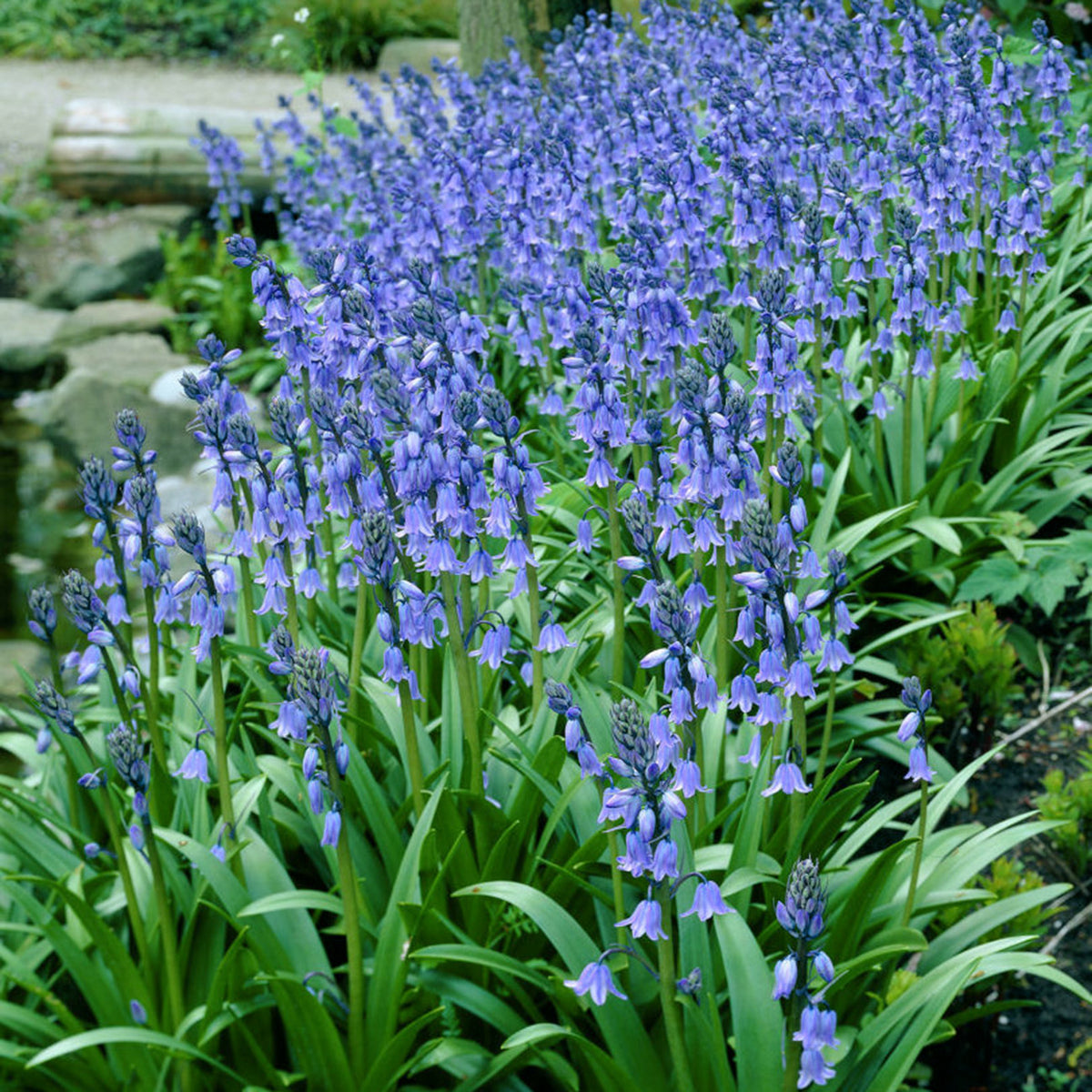 Scilla Wood Hyacinths Hispanica Blue Plantcetera