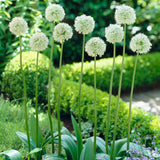 Allium - Mount Everest