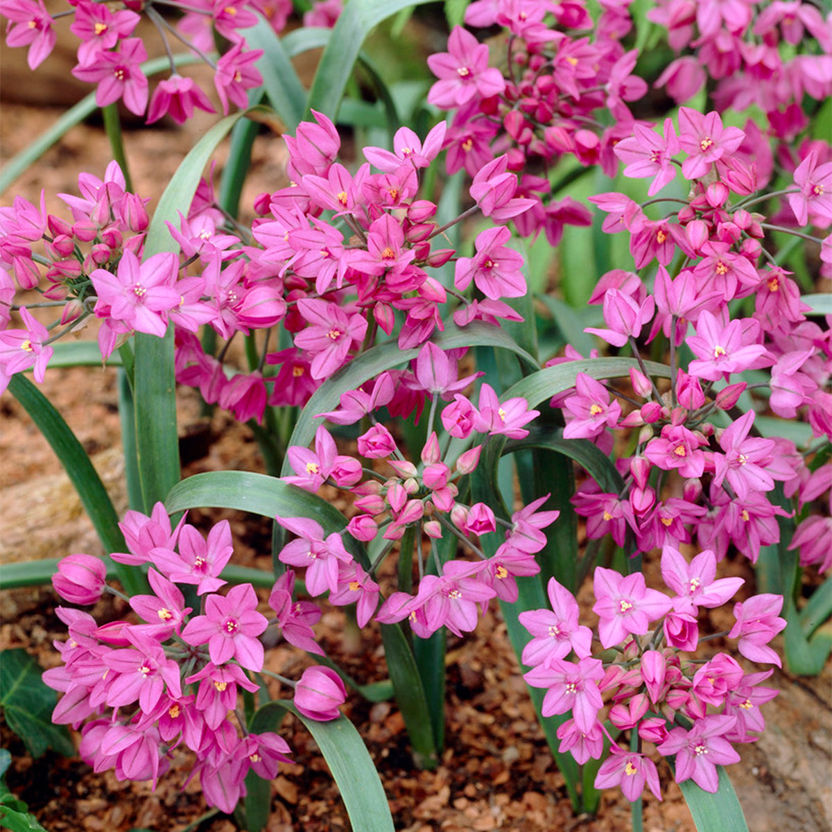 ［新品］SLOTHREAT Allium Pre-order Longfield Gardens Allium | Costco