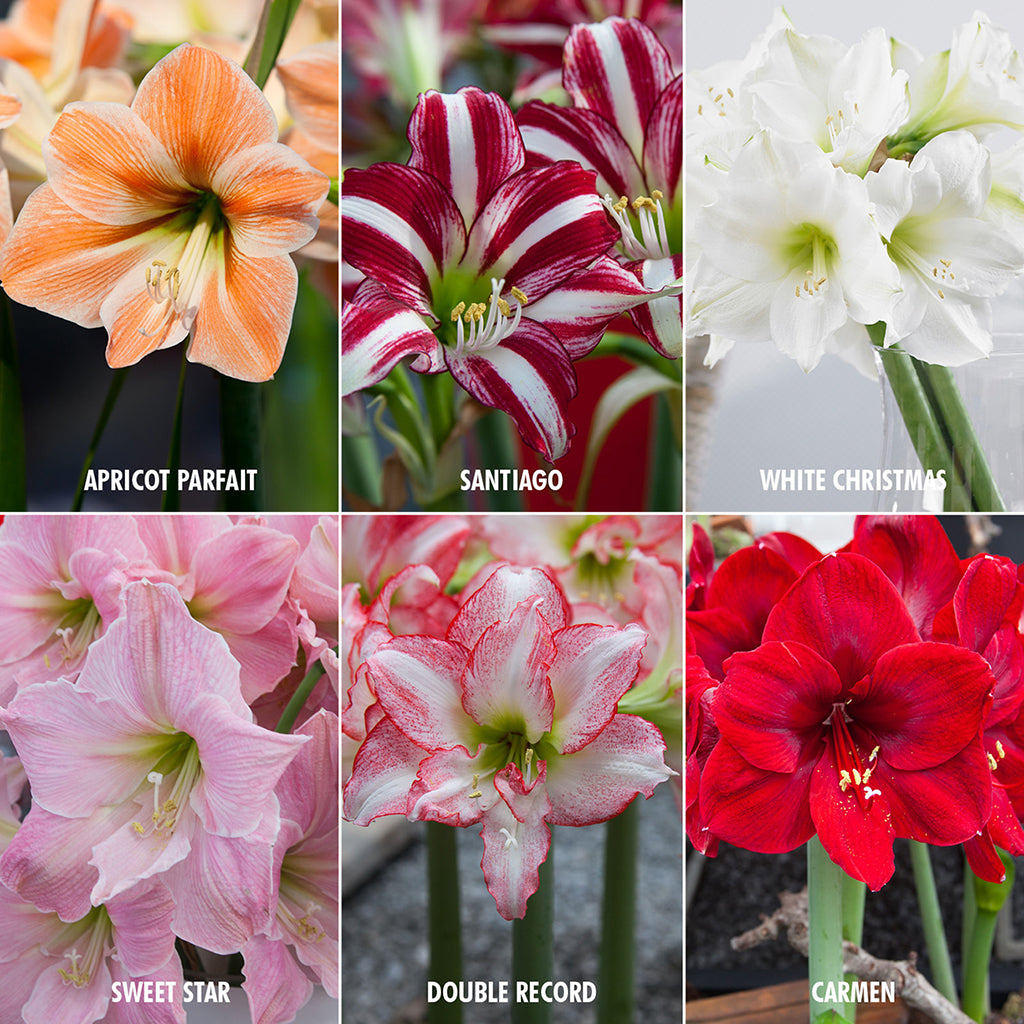 Amaryllis - Exotic Collection – Plantcetera