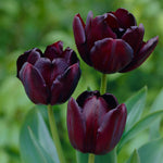 Tulip - Queen of Night