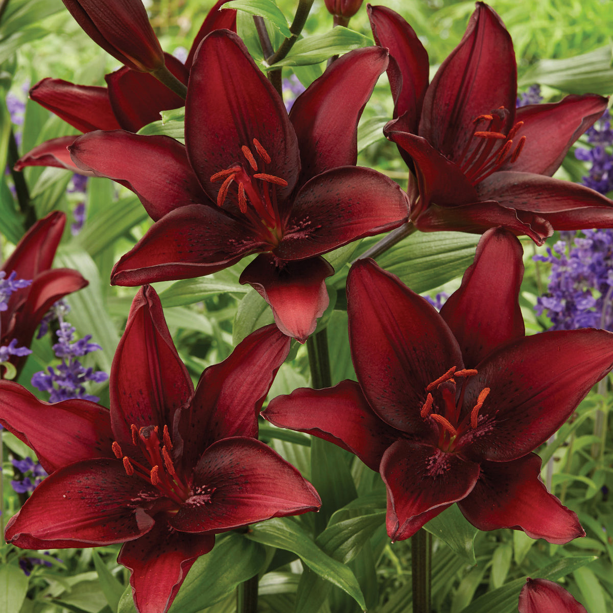 Lily