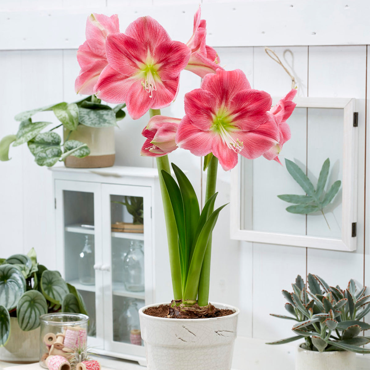 Amaryllis - Candy Floss – Plantcetera