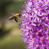 Allium - Giant Gladiator