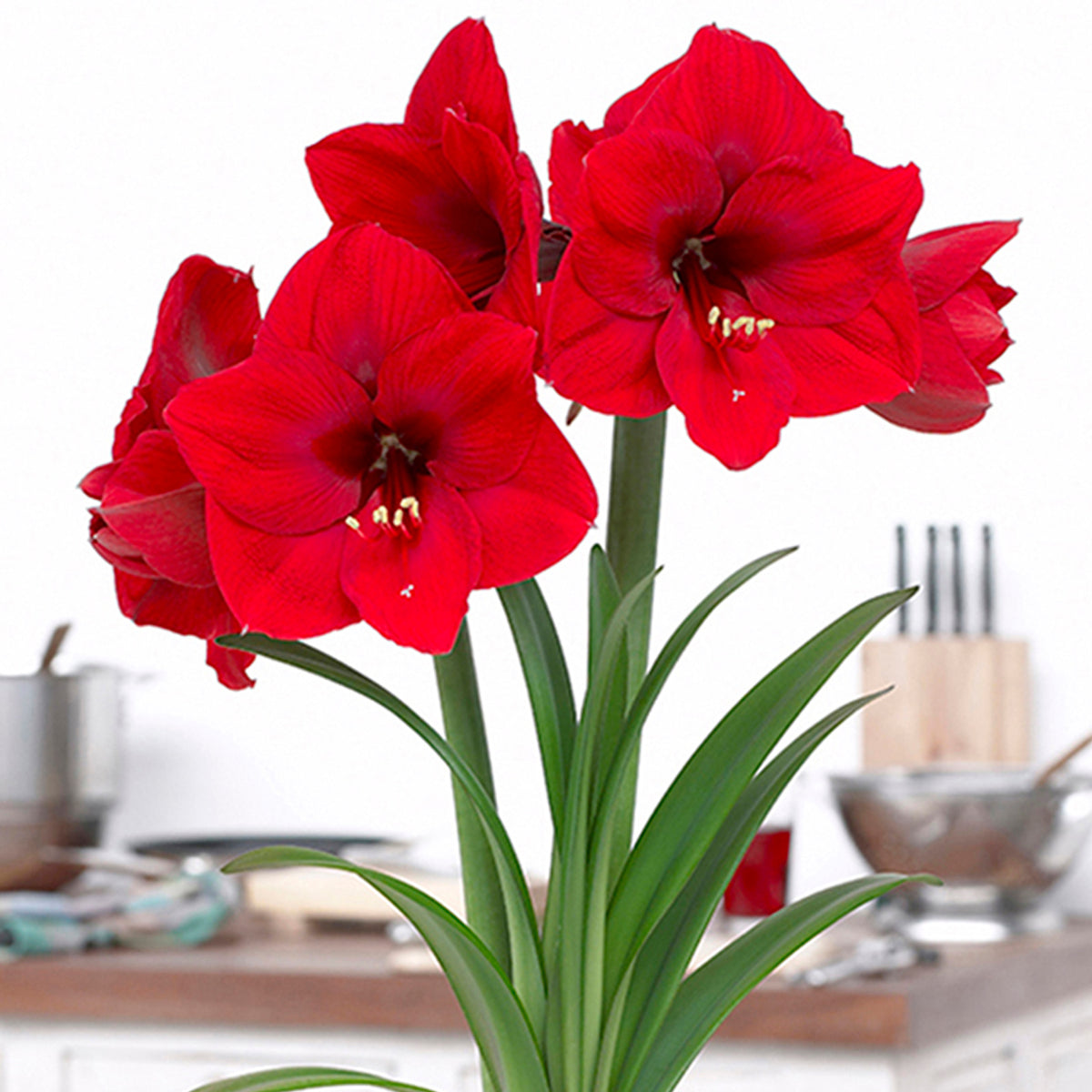 Amaryllis Red Lion