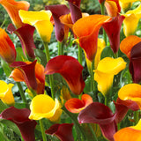 Calla Lily - Majestic Red