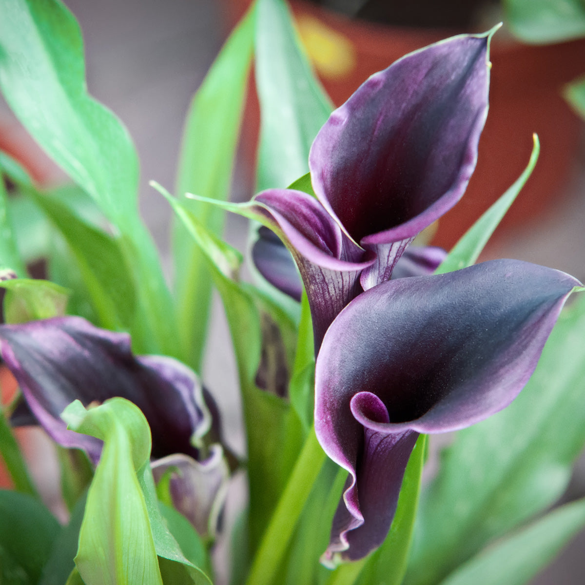 Calla Lily